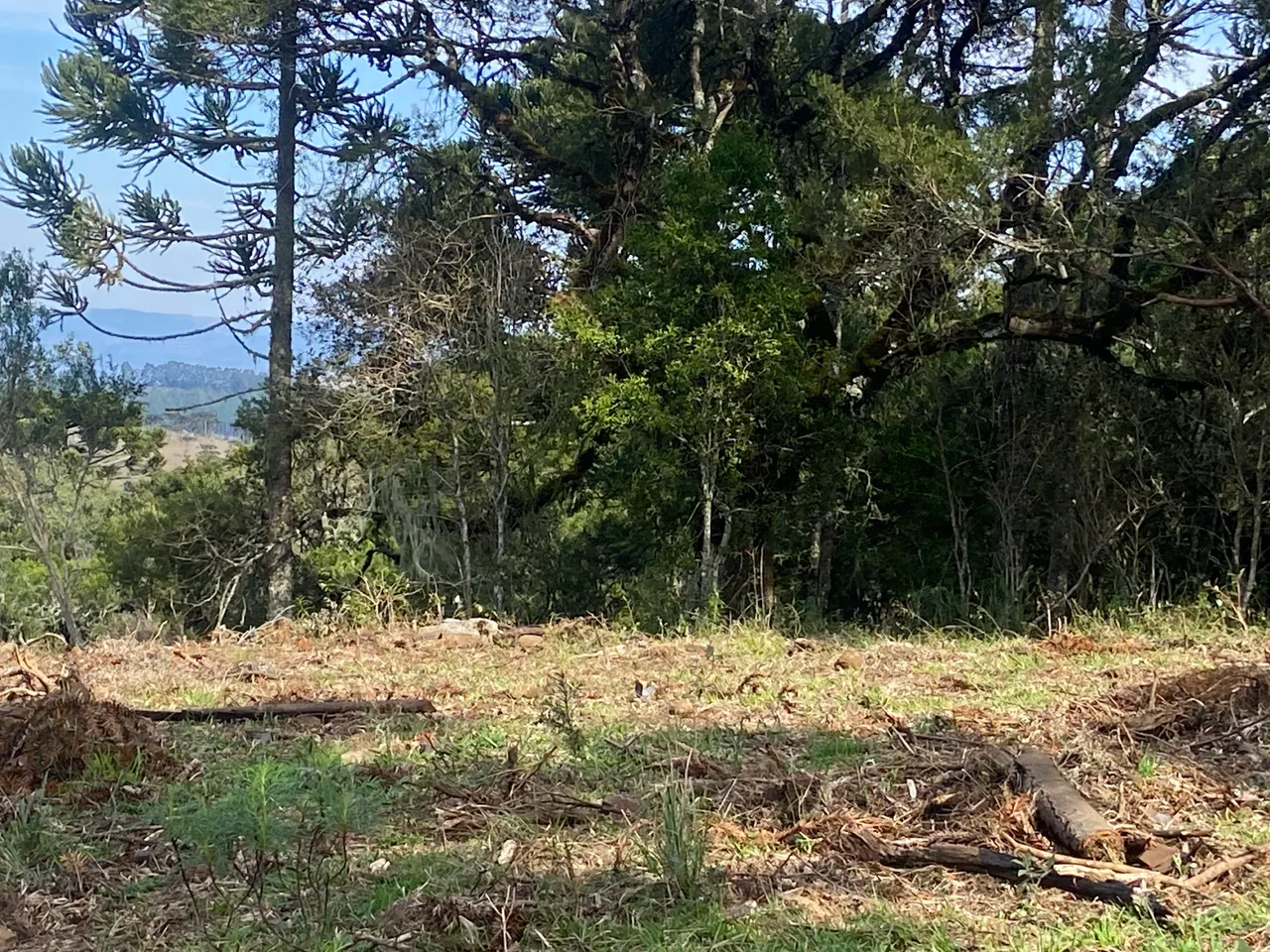Sítio com 4,4 Hectares em Urubici – Altitude de 1.400m, Floresta e Incidência de Neve — foto 1
