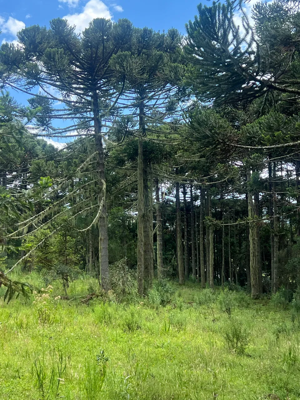Sítio de 4 Hectares com Cachoeira e Riacho em São Joaquim – Próximo a Urubici — foto 1